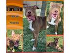 Adopt Lorenzo a Tan/Yellow/Fawn American Pit Bull Terrier / Mixed dog in