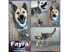 Adopt Fayra a Black Shepherd (Unknown Type) / Mixed dog in Franklin
