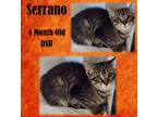 Adopt Serrano a Brown or Chocolate Domestic Shorthair / Domestic Shorthair /