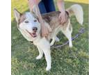 Adopt Ariel a Siberian Husky / Mixed dog in Tulare, CA (39040358)