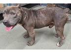 Adopt Danny a American Staffordshire Terrier / Mixed dog in Tulare