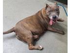 Adopt Sandy a American Staffordshire Terrier / Mixed dog in Tulare