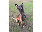 Adopt Rocky a Belgian Malinois / Mixed dog in Tulare, CA (39040355)