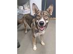 Adopt Togo a Shepherd (Unknown Type) / Siberian Husky / Mixed dog in Tulare