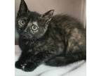 Adopt Xena a Domestic Shorthair / Mixed cat in Atlantic City, NJ (39040189)
