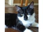 Adopt El Toro a Black & White or Tuxedo Maine Coon / Mixed (medium coat) cat in