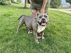 Adopt Edna a Gray/Silver/Salt & Pepper - with White Pit Bull Terrier / Mixed dog