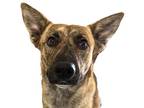 Adopt Takoyaki a Brindle Shepherd (Unknown Type) / Mixed dog in Reno