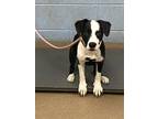 Adopt Laffy Taffy -IN FOSTER a Black Mixed Breed (Medium) / Mixed dog in