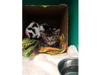 Adopt Firefly a Domestic Shorthair / Mixed cat in Oak Ridge, TN (39039862)