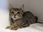 Adopt Adele a Domestic Shorthair / Mixed (short coat) cat in Hyde Park