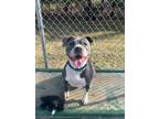 Adopt Blue Jay a American Staffordshire Terrier / Mixed dog in Hyde Park