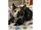 Adopt Priscilla a Calico (medium coat) cat in Parlier, CA (38950097)