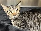 Adopt ASTRID a Brown or Chocolate Domestic Mediumhair / Mixed (medium coat) cat