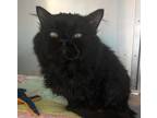 Adopt Chewbacca a All Black Persian / Domestic Shorthair / Mixed cat in Clinton