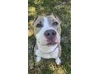 Adopt Francesca a American Staffordshire Terrier / Mixed dog in Raleigh