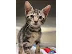 Adopt Tid Bit a All Black Domestic Shorthair / Domestic Shorthair / Mixed cat in