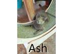 Adopt Ash a Gray or Blue Chartreux / Mixed (short coat) cat in Mountain View