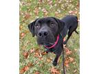 Adopt Jackson a Labrador Retriever / American Staffordshire Terrier / Mixed dog