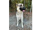 Adopt CARE BEAR a German Shepherd Dog / Mixed dog in Warrenton, NC (39035681)