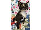 Adopt Fila a Domestic Shorthair / Mixed cat in Waynesville, NC (39038785)
