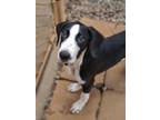 Adopt Tavi a Black - with White Pointer / Mixed dog in Athens, AL (39015561)
