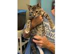 Adopt Christopher a Gray or Blue Domestic Shorthair / Domestic Shorthair / Mixed