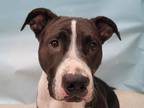 Adopt Branson a Black American Pit Bull Terrier / Mixed dog in Coon Rapids