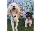 Adopt Hunny a White Labrador Retriever / Poodle (Miniature) / Mixed dog in
