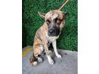 Adopt Milo a Brown/Chocolate Border Terrier / Mixed dog in El Paso