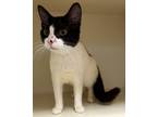 Adopt Wynwood a White Domestic Shorthair / Domestic Shorthair / Mixed cat in
