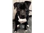 Adopt Seashell a Black American Staffordshire Terrier / Mixed dog in Jackson