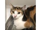 Adopt Pomegranate a Calico or Dilute Calico Domestic Shorthair / Mixed cat in