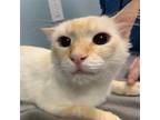 Adopt Gemma a Cream or Ivory Siamese / Mixed cat in Wilmington, DE (39038657)