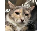 Adopt Patty a Calico or Dilute Calico Domestic Shorthair / Mixed cat in