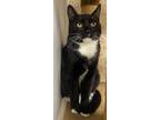 Adopt Dial Up a Black & White or Tuxedo Domestic Shorthair / Mixed (short coat)
