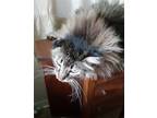 Adopt Petie Pie - TV a Brown Tabby Maine Coon / Mixed (long coat) cat in Council