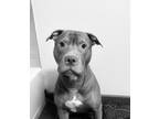 Adopt Jackson a Brown/Chocolate - with White American Staffordshire Terrier /