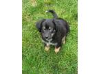 Adopt Axel a Black - with Tan, Yellow or Fawn German Shepherd Dog / Mixed dog in