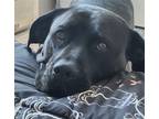 Adopt Brooklyn a Brindle Cane Corso / Mixed dog in Winter Park, CO (39038492)