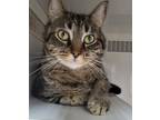 Adopt Kramer a Domestic Shorthair / Mixed (short coat) cat in Genoa