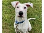 Adopt Stuart a White American Pit Bull Terrier / Mixed dog in Voorhees
