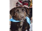 Adopt James a Black Labrador Retriever / Mixed dog in Owensboro, KY (39038539)