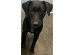 Adopt Jesse a Black Labrador Retriever / Mixed dog in Owensboro, KY (39038541)