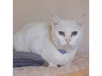 Adopt Karen a White Domestic Shorthair (short coat) cat in Leavenworth