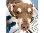 Adopt Sequoia Little Bear 55466 a Brown/Chocolate - with Tan Husky / Mixed dog