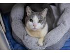 Adopt Luscious a Gray or Blue (Mostly) Domestic Shorthair / Mixed cat in New