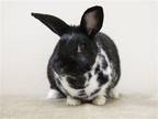 Adopt Milly a Multi Dutch / Mixed (medium coat) rabbit in Great Neck