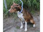 Adopt Ada a Brown/Chocolate - with White Jack Russell Terrier / Mixed dog in