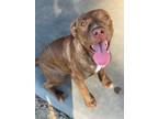 Adopt Astrid a Brown/Chocolate American Pit Bull Terrier / Mixed dog in Baton